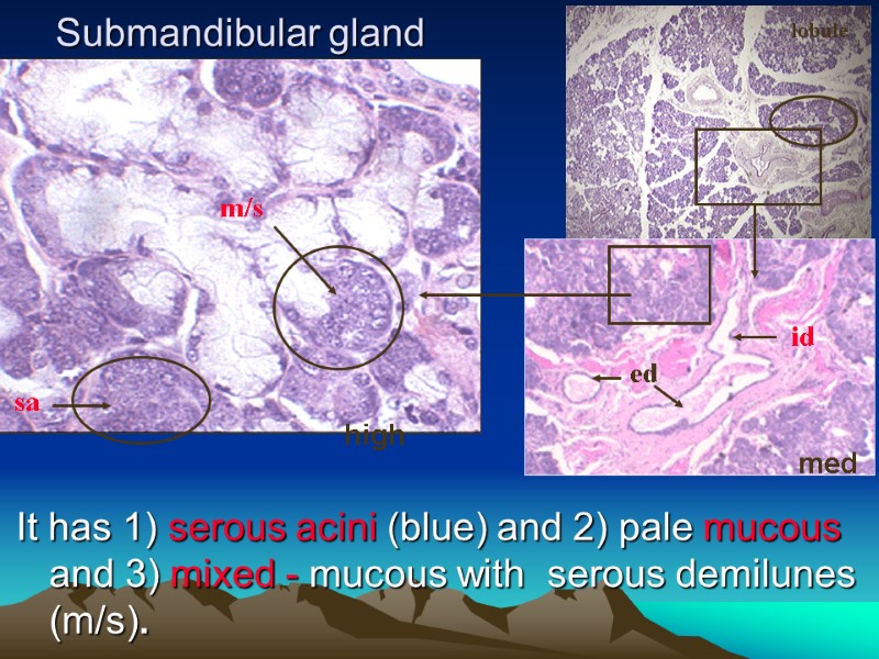 Submandibular gland  It has 1) serous acini (blue) and 2) pale mucous and